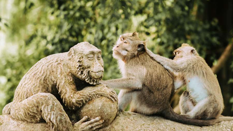 Ubud: Waterfall, Rice Terraces & Monkey Forest Private Tour - The jungle swing and Tegalalang Rice Terrace