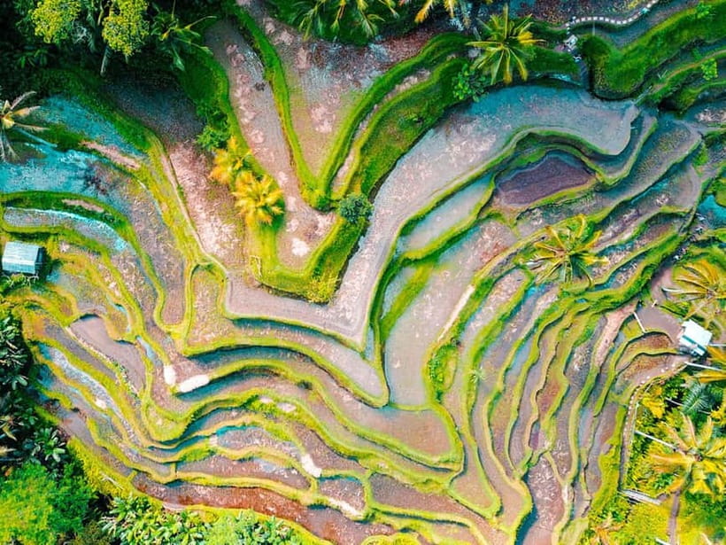 Ubud: Waterfalls, Temple, and Rice Terrace Private Day Tour - The private guide is the biggest part of the value