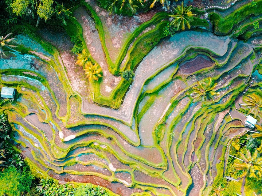 Ubud: Waterfalls, Temple, and Rice Terrace Private Day Tour - Tegalalang Rice Terrace and the jungle swing
