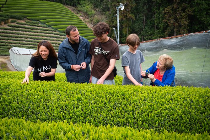 Uji and Wazuka Matcha Farm Half Day Private Guided Tour - Uji Shrine and Ujibashi Bridge