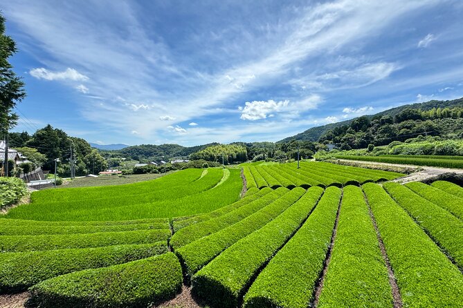 Uji and Wazuka Matcha Farm Half Day Private Guided Tour - Bento Lunch in the Valley