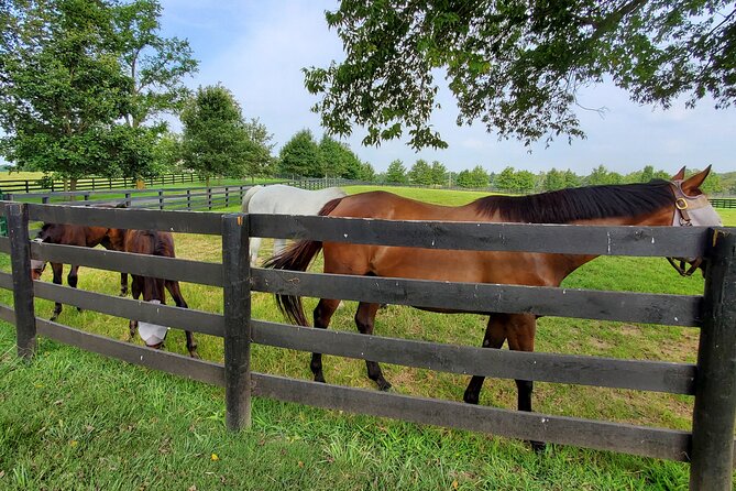 Unique Horse Farm Tours with Insider Access to Private Farms - What the guides add to the experience