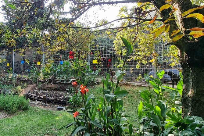 Urban Orchard in Desierto de los Leones in Mexico City - Foraging for the freshest part of the meal