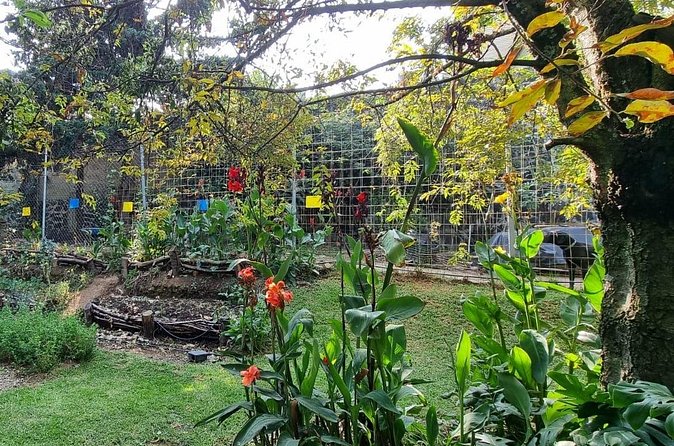 Urban Orchard in Desierto de los Leones in Mexico City - Why the $75 price can make sense