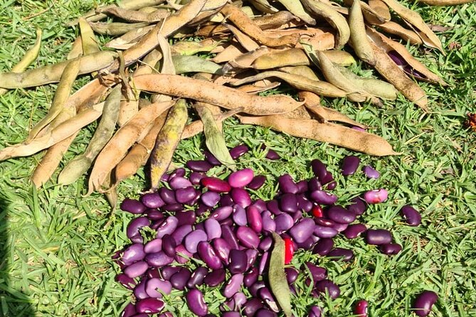 Urban Orchard in Desierto de los Leones in Mexico City - Should you book the Urban Orchard experience?