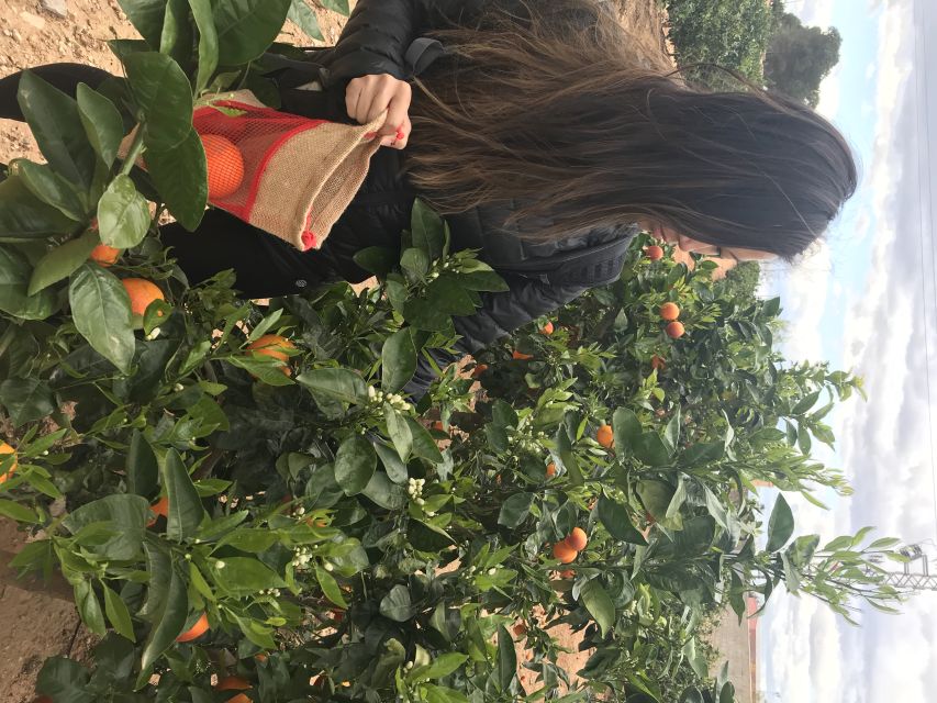 Valencia: Orange Farm and Orchard Trip with Tastings - What to bring and how to time your visit