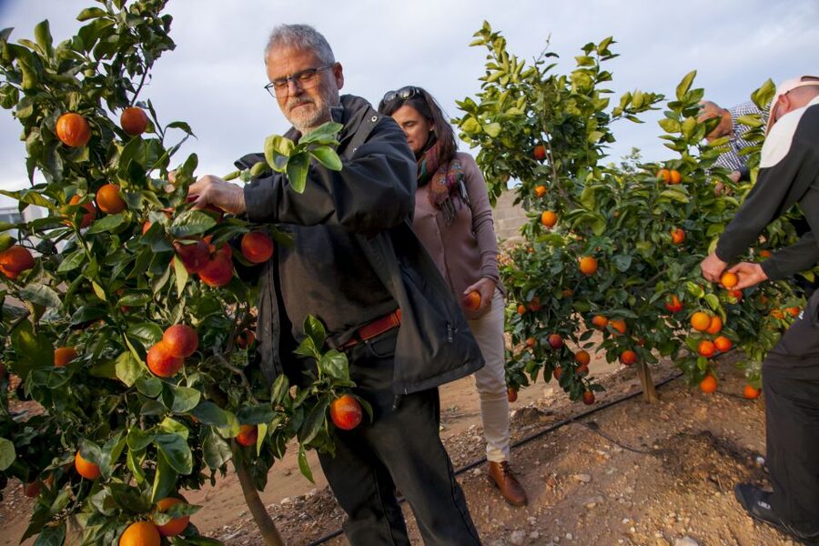 Valencia: Orange Farm and Orchard Trip with Tastings - Walking among oranges, lemons, yuzu, and Buddha’s hand
