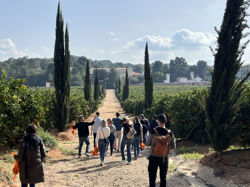 Valencia: Orange Farm and Orchard Trip with Tastings - A tasting built around the orchard’s own flavors