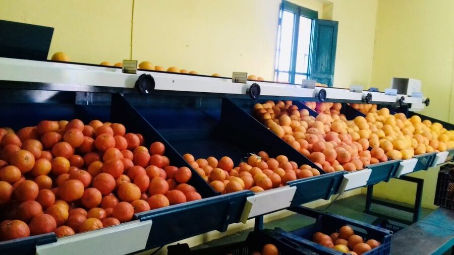 Valencia: Orange Farm and Orchard Trip with Tastings - Getting there from Valencia by train or car