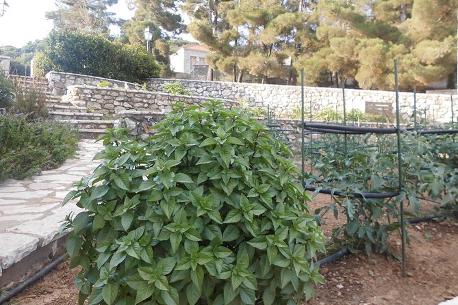 Village cooking class in an Agritourism Unit in Arcadia, Greece! - Should You Book the Arcadian Cooking Class?