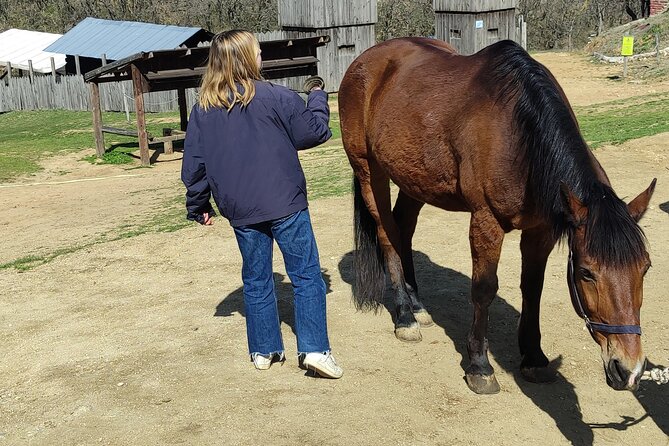 Visit a Farm and Horseback Riding in Nature - Meeting Dora and getting ready to ride