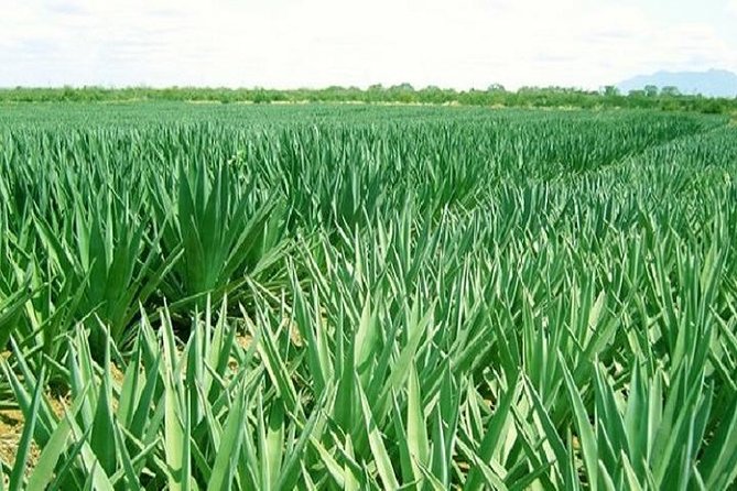 Visit Sisal Plantations & Processing Factory - Full Day Tour - Key points at a glance