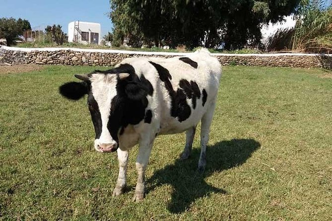 Visit the Mykonian Farm in Mykonos - Meeting the farm superintendent