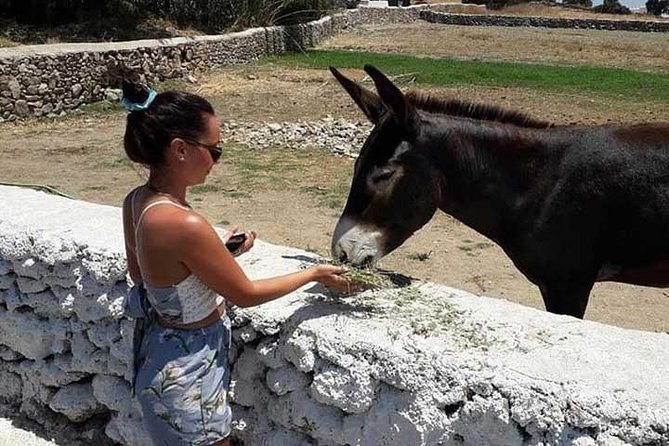 Visit the Mykonian Farm in Mykonos - Timing, pickup, and the details that can make or break the afternoon