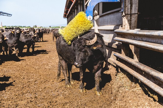 Visit to the Bufale and Dairy farm with cheese tasting - Key points about the La Maremmana visit