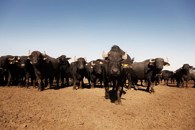 Visit to the Bufale and Dairy farm with cheese tasting - What you are really visiting near Siena