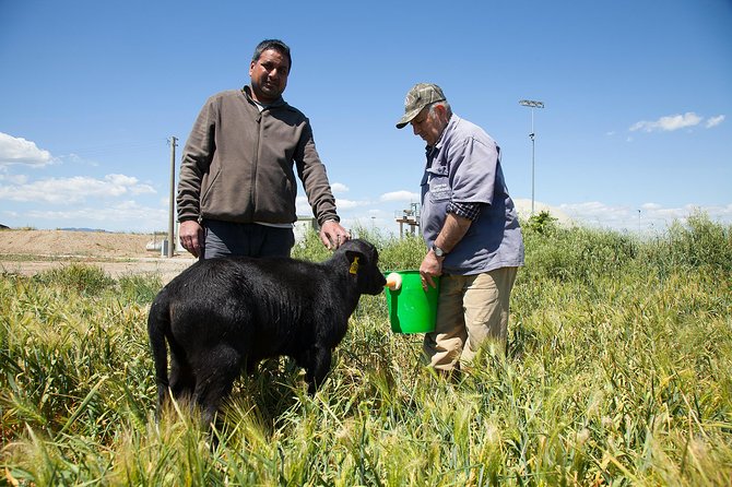 Visit to the Bufale and Dairy farm with cheese tasting - The biogas plant and the farm’s modern side