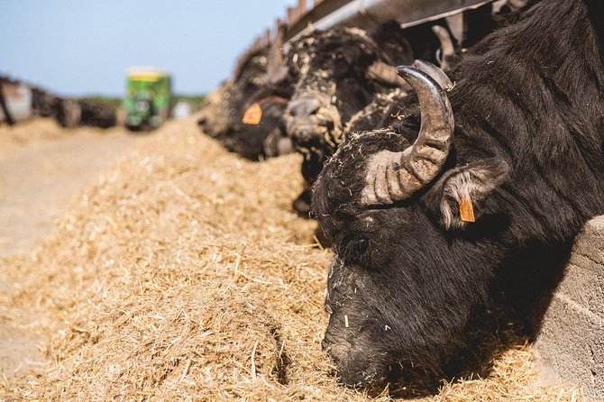 Visit to the Bufale and Dairy farm with cheese tasting - Is $78.19 a fair price?