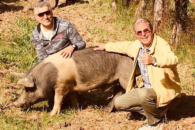 Visit to the Cinta Senese farm in Montepulciano - Key points at a glance