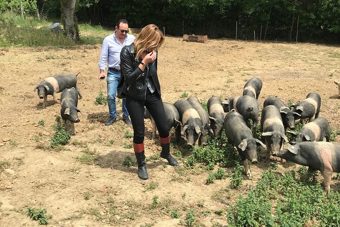 Visit to the Cinta Senese farm in Montepulciano - A good choice for families and small groups