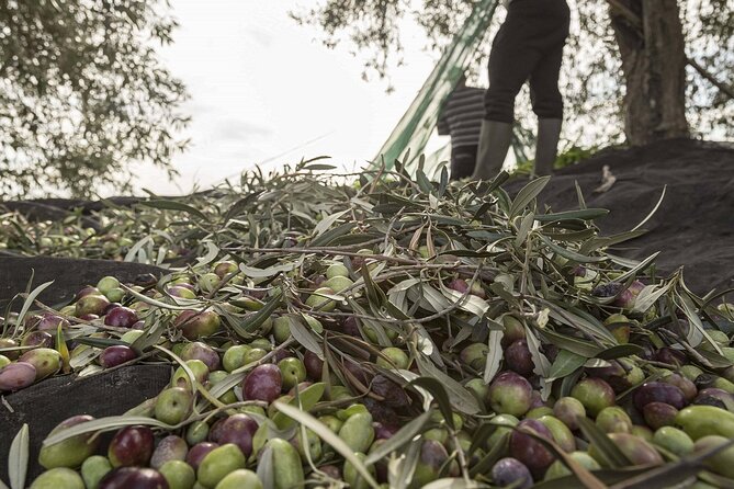 Visit to the olive grove, oil tasting and lunch at the farm - What happens during the two-hour visit