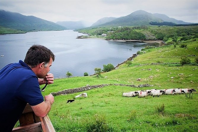 Visit traditional working sheep farm with sheepdog demo. Galway. - Key points at a glance