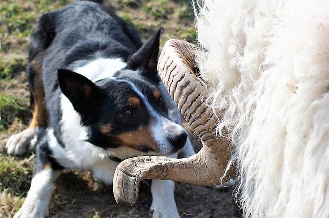 Visit traditional working sheep farm with sheepdog demo. Galway. - Traditional hand shearing in summer
