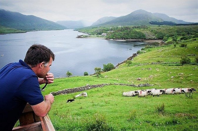 Visit traditional working sheep farm with sheepdog demo. Galway. - How long the visit really takes
