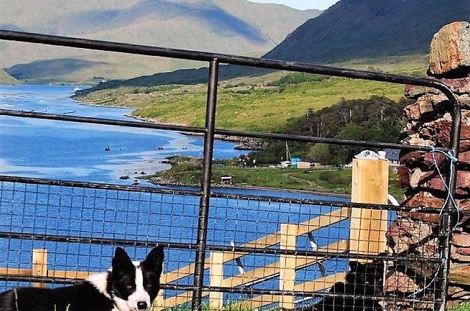 Visit traditional working sheep farm with sheepdog demo. Galway. - Who will enjoy this most