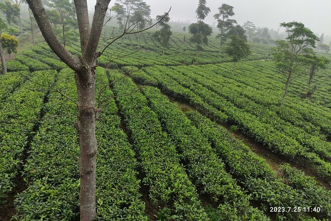 Volcano, Hot Spring, Tea Factory, rice fields and Coffee Tour - Rice fields and a closer look at farming