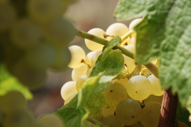 Volterra wines, sensory emotions of organic farming - The cellar tour takes about 90 minutes