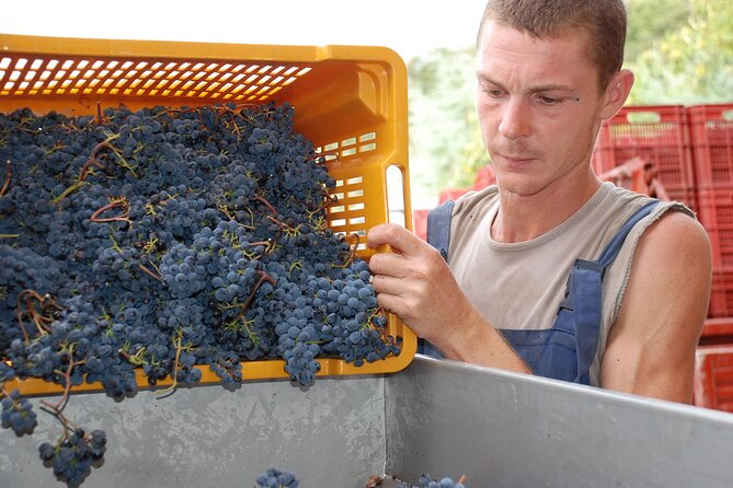 Volterra wines, sensory emotions of organic farming - Four wines with food pairings