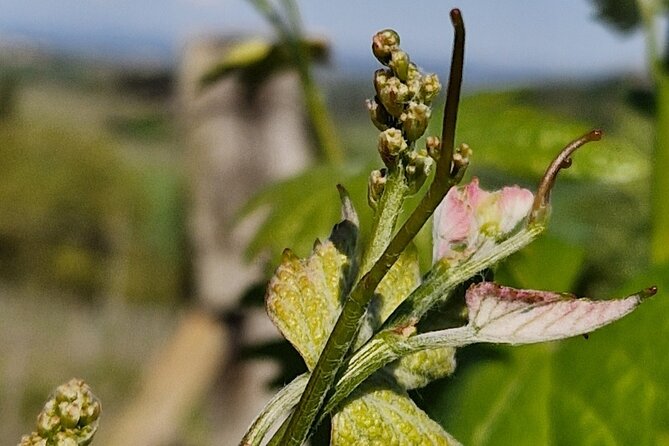 Volterra wines, sensory emotions of organic farming - What the experience feels like during harvest