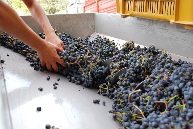 Volterra wines, sensory emotions of organic farming - Getting there from Pisa or Volterra