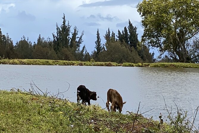 Waipi’o on Horseback: Mountain Ocean Views Working Cattle Ranch - A calm ride for beginners, not a riding lesson