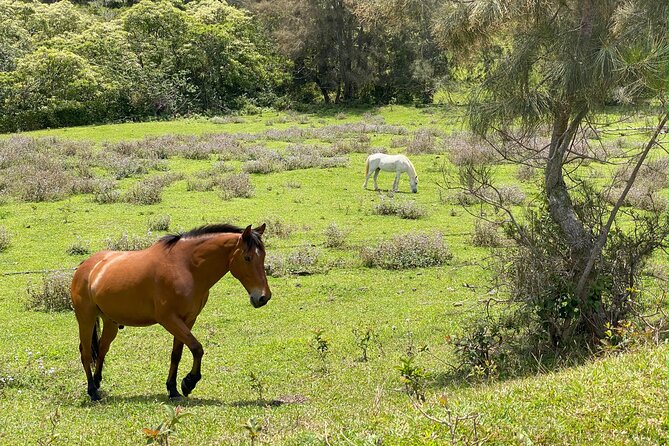 Waipi’o on Horseback: Mountain Ocean Views Working Cattle Ranch - Why the guides make the difference