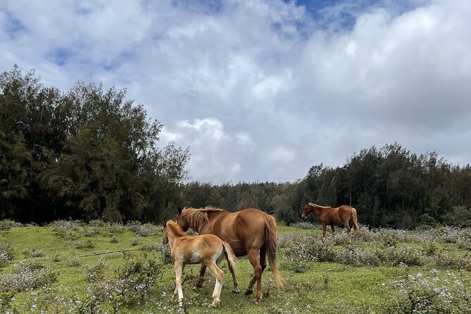 Waipi’o on Horseback: Mountain Ocean Views Working Cattle Ranch - Fresh fruit, farm animals, and the best photo stops