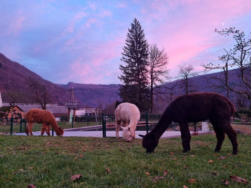 Walking with alpacas - Domačija Loncnar - Bohinj - Key points at a glance