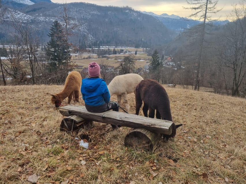 Walking with alpacas - Domačija Loncnar - Bohinj - Meeting the alpacas at Domačija Loncnar