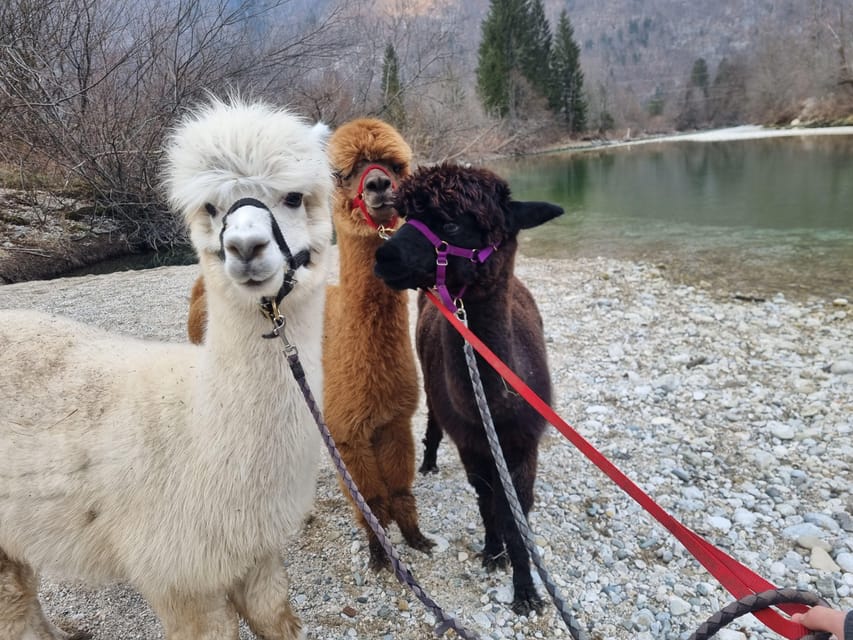 Walking with alpacas - Domačija Loncnar - Bohinj - Following the easy trail toward the river