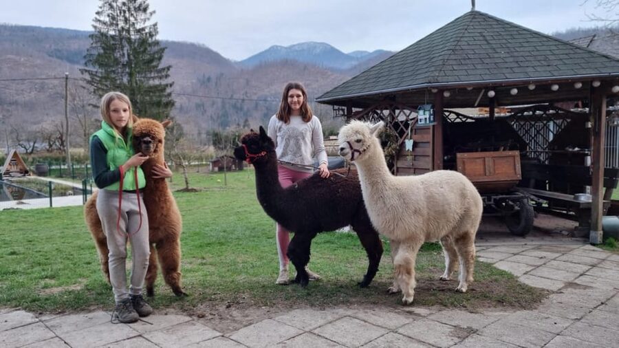 Walking with alpacas - Domačija Loncnar - Bohinj - What the private format changes