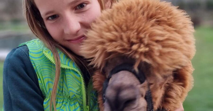 Walking with alpacas - Domačija Loncnar - Bohinj - The family touch at the farm