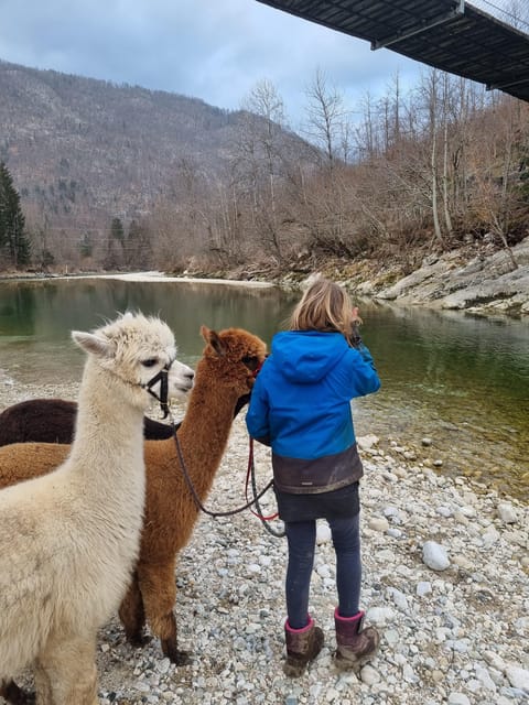 Walking with alpacas - Domačija Loncnar - Bohinj - Who will enjoy this walk most