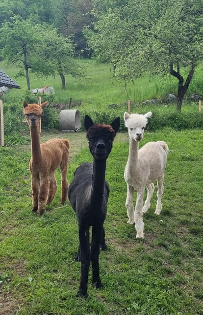 Walking with alpacas - Domačija Loncnar - Bohinj - What to wear and bring from Bohinj
