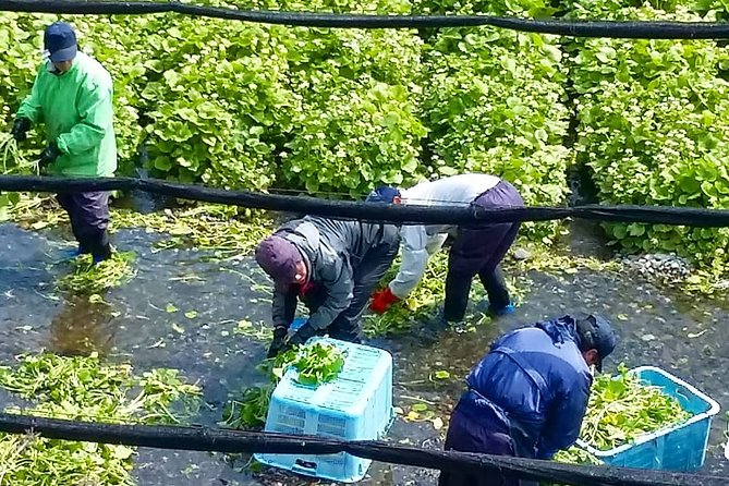 Wasabi Farm Walking Tour & Lunch - What makes fresh wasabi different