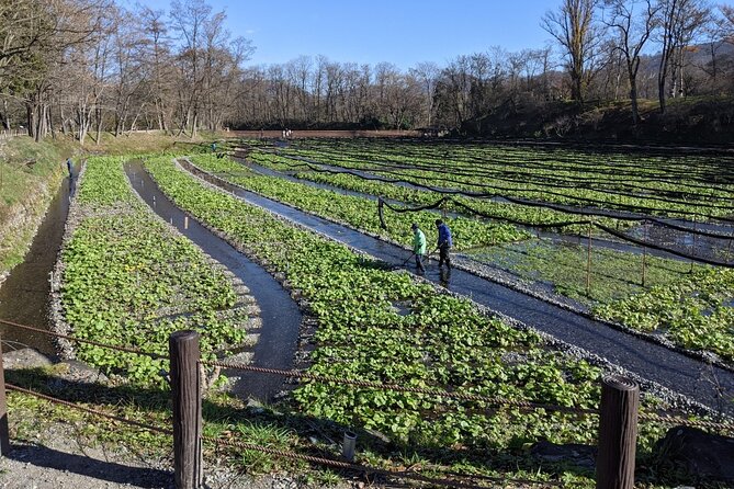 Wasabi Farm Walking Tour & Lunch - The 10:30 meeting at Daio Wasabi Farm