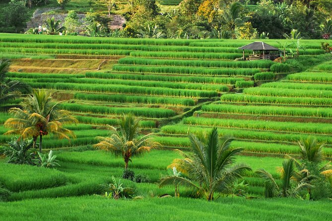 Water Temples and UNESCO Rice Terraces Private Bali Tour - What the $55.25 price really covers