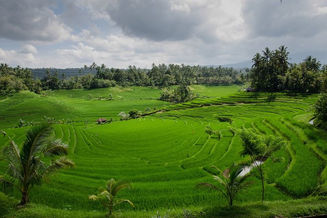 Water Temples and UNESCO Rice Terraces Private Bali Tour - The private format and the role of the driver