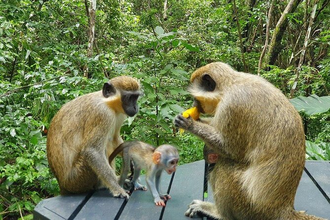 Welchman Hall Gully, Hunte’s Garden and Peg Farm Family Day - Who should book this Barbados nature tour