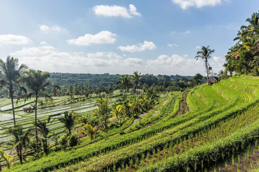 West Bali: Jatiluwih Rice Terrace and Tanah Lot Sunset Tour - Jatiluwih is the day’s main event